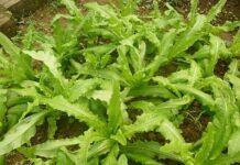 The Ultimate Veggie Delight: A Whiff of This Veggie Concoction & You’re Transported to a Calcium-Rich Haven, Offering Triple the Calcium of Bone Broth!