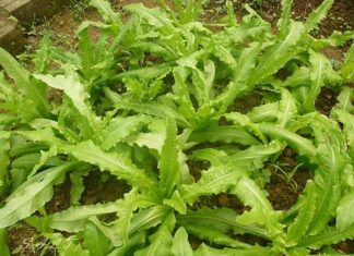 The Ultimate Veggie Delight: A Whiff of This Veggie Concoction & You’re Transported to a Calcium-Rich Haven, Offering Triple the Calcium of Bone Broth!