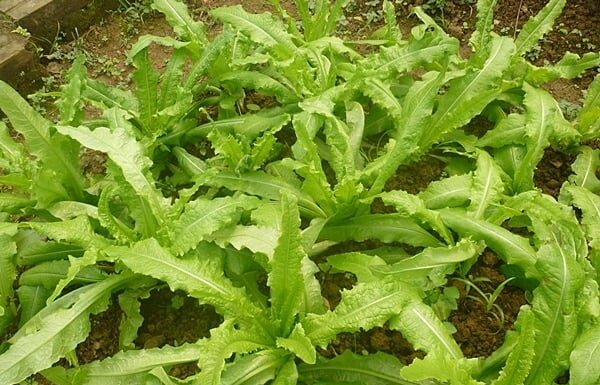 The Ultimate Veggie Delight: A Whiff of This Veggie Concoction & You’re Transported to a Calcium-Rich Haven, Offering Triple the Calcium of Bone Broth!