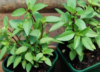 6 Types of Vegetables Where You Can Replant the Leaves and Stems for a Year-Round Harvest of Fresh Produce