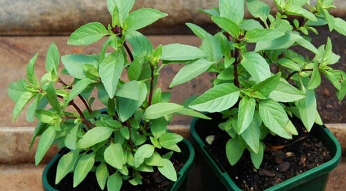 6 Types of Vegetables Where You Can Replant the Leaves and Stems for a Year-Round Harvest of Fresh Produce