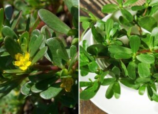 The Ultimate Guide to Vietnamese Produce: Discover the Two Types of Clean and Nutritious Fruits and Vegetables that are Low in Pesticides, Especially the First Kind.