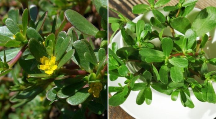 The Ultimate Guide to Vietnamese Produce: Discover the Two Types of Clean and Nutritious Fruits and Vegetables that are Low in Pesticides, Especially the First Kind.