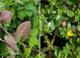 The Ultimate Guide to Pesticide-Free Produce: Unveiling the Two Vegetables with the Lowest Pesticide Residues