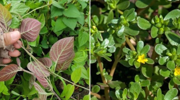 The Ultimate Guide to Pesticide-Free Produce: Unveiling the Two Vegetables with the Lowest Pesticide Residues