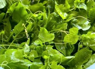 Unveiling the Wonders of Rau Lạc Tiên: A Crunchy Northern Delicacy with Surprising Benefits