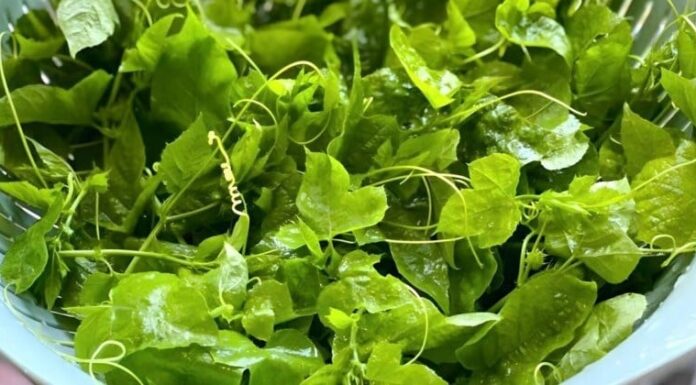 Unveiling the Wonders of Rau Lạc Tiên: A Crunchy Northern Delicacy with Surprising Benefits