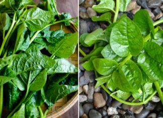 “The Super Veggie: Nature’s Longevity Boost with More Calcium Than Milk, Anemia Relief and Bone Strength”