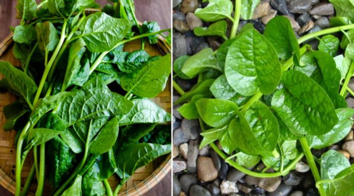 “The Super Veggie: Nature’s Longevity Boost with More Calcium Than Milk, Anemia Relief and Bone Strength”