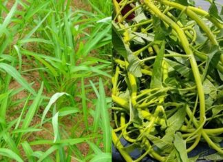 “The Dangers of Eating Water Spinach: Who Should Avoid This Vegetable?”