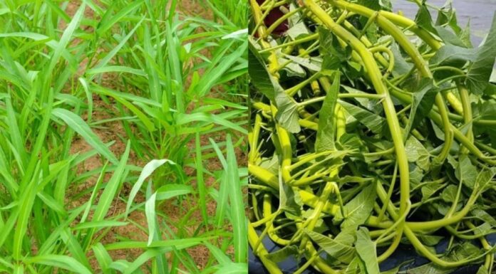 “The Dangers of Eating Water Spinach: Who Should Avoid This Vegetable?”