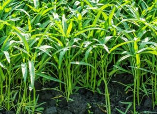 Delicious Water Spinach: A Tasty Treat with a Dangerous Side – Beware the Seven!