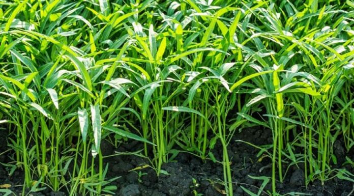 Delicious Water Spinach: A Tasty Treat with a Dangerous Side – Beware the Seven!