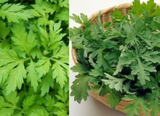 Herbs and Their Hidden Meanings: Planting the Art of Ancient Wisdom.