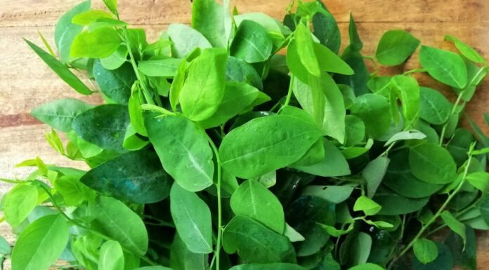 The Underground Vegetable: Nature’s Superfood, Packed with 10 Times More Vitamin C Than Citrus Fruits