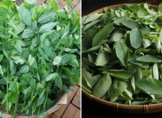 “Benefits of Herbs: A Word of Caution for These 5 Groups”