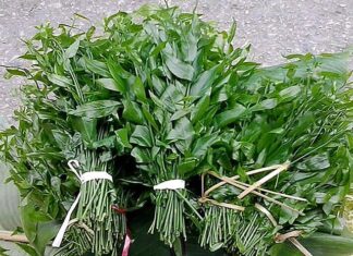 The Wild Weed That Became a Delicacy: City Folk Go Crazy for This $6/lb Treat