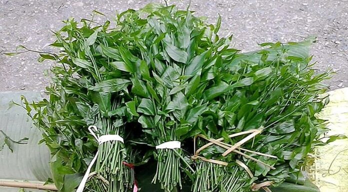 The Wild Weed That Became a Delicacy: City Folk Go Crazy for This $6/lb Treat