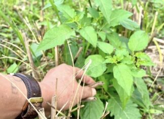 “Superfood Veggie: Nature’s Wild Wonder, Packed with Nutrients and Abundant Health Benefits”