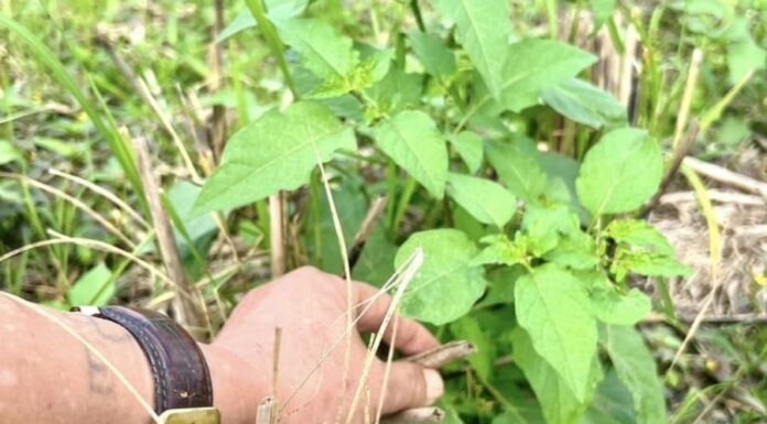 “Superfood Veggie: Nature’s Wild Wonder, Packed with Nutrients and Abundant Health Benefits”