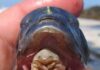 The Tongue-Eating Louse: A Real-Life Horror Story of a Parasite that Feeds on Fish and Lives in Their Mouths