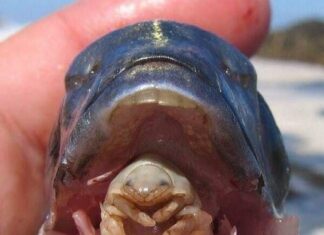 The Tongue-Eating Louse: A Real-Life Horror Story of a Parasite that Feeds on Fish and Lives in Their Mouths