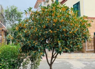 The Bare Yard is a Bare Fortune: Plant These 5 Trees for Prosperity and Blessings.