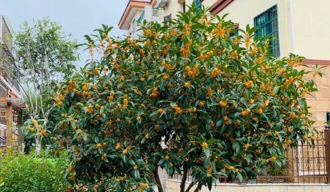 The Bare Yard is a Bare Fortune: Plant These 5 Trees for Prosperity and Blessings.