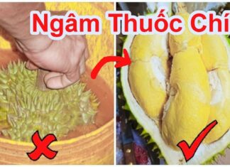 “The Ultimate Guide to Telling the Difference Between Tree-Ripened and Chemically Ripened Durian”