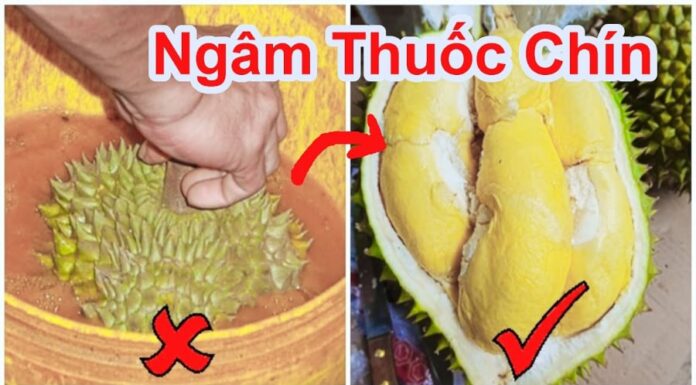 “The Ultimate Guide to Telling the Difference Between Tree-Ripened and Chemically Ripened Durian”