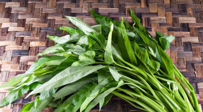 “The Humble Hero of Summer: A Common Vegetable with Royal Detox Powers”