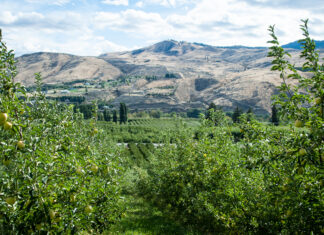 The Tasty Washington Apple – A Unique American Agricultural Product