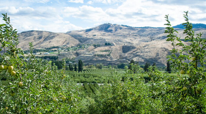 The Tasty Washington Apple – A Unique American Agricultural Product