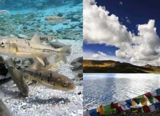 The Mystique of Tibet: Why Do the Locals Refrain from Eating Fish?