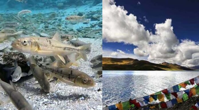 The Mystique of Tibet: Why Do the Locals Refrain from Eating Fish?