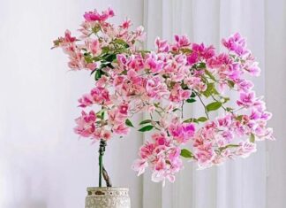 “Get Tough With Bougainvillea for a Blooming Beautiful June”