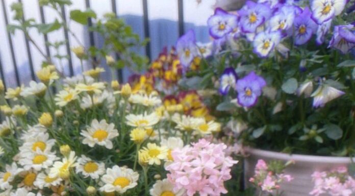 The Luckiest Birth Month: Child Prodigy, Adult Success and Wealth, a Destiny Filled with Gold