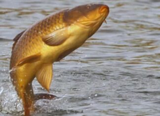 The Ancient Wisdom: Why ‘Let the Birds Fly Past and the Fish Jump Shore’ is a Wise Philosophy