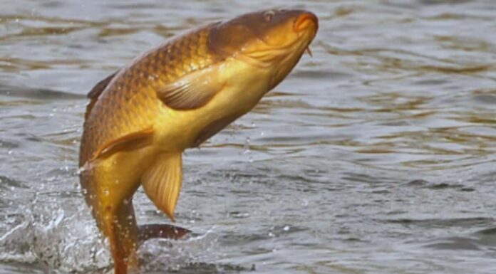 The Ancient Wisdom: Why ‘Let the Birds Fly Past and the Fish Jump Shore’ is a Wise Philosophy