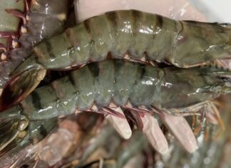 The Perfect Boil: A Tasty Twist on Shrimp