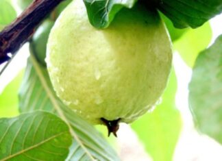 The Amazing Health Benefits of Guava: 7 Surprising Reasons to Eat This Tropical Superfruit