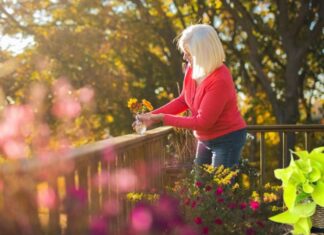 Attracting Wealth with the Power of Betel Leaves: Unveiling the Do’s and Don’ts for a Prosperous Home