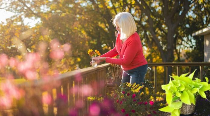 Attracting Wealth with the Power of Betel Leaves: Unveiling the Do’s and Don’ts for a Prosperous Home