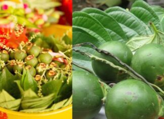 The Secret to Flawless Skin: Don’t Toss That Betel Leaf Just Yet!