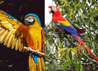 The 13 Smartest Animals on the Planet: Prepare to Be Surprised by the Intelligence of Pigs!