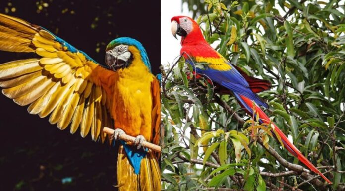 The 13 Smartest Animals on the Planet: Prepare to Be Surprised by the Intelligence of Pigs