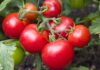 The Biggest Mistakes to Avoid When Growing Tomatoes