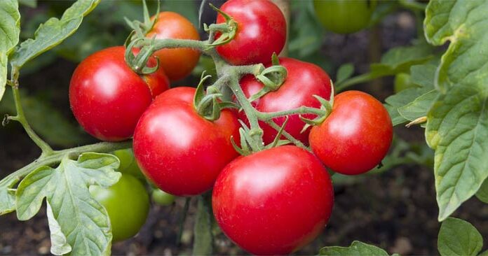 The Biggest Mistakes to Avoid When Growing Tomatoes