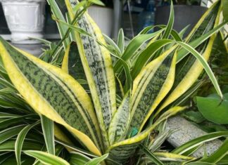 The Money Plant’s Golden Pot: Unlocking Abundance and Harmony for Home and Family