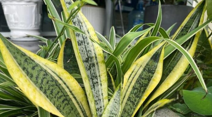 The Money Plant’s Golden Pot: Unlocking Abundance and Harmony for Home and Family